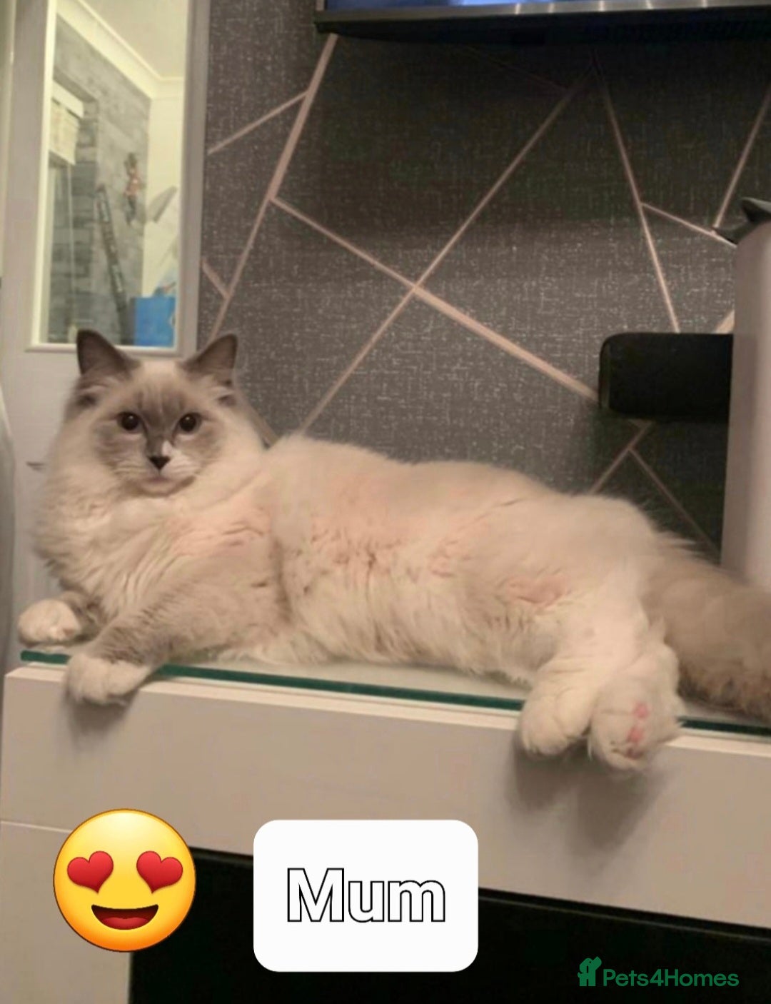 Ragdoll cats for sale: Ragdoll Kittens From Health Tested Parents. - Image 5
