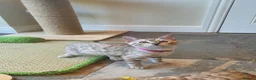 Bengal cats for sale: 🐆💕Very Beautiful Tica Registered Bengal Kittens. - Advert 33