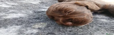 Cocker Spaniel 4