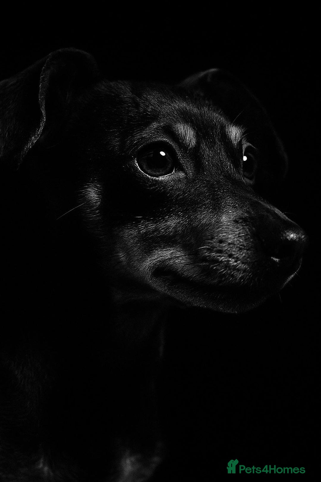 Jack Russell dogs for sale: Roxi 6 year old Jack russle  - Advert 7