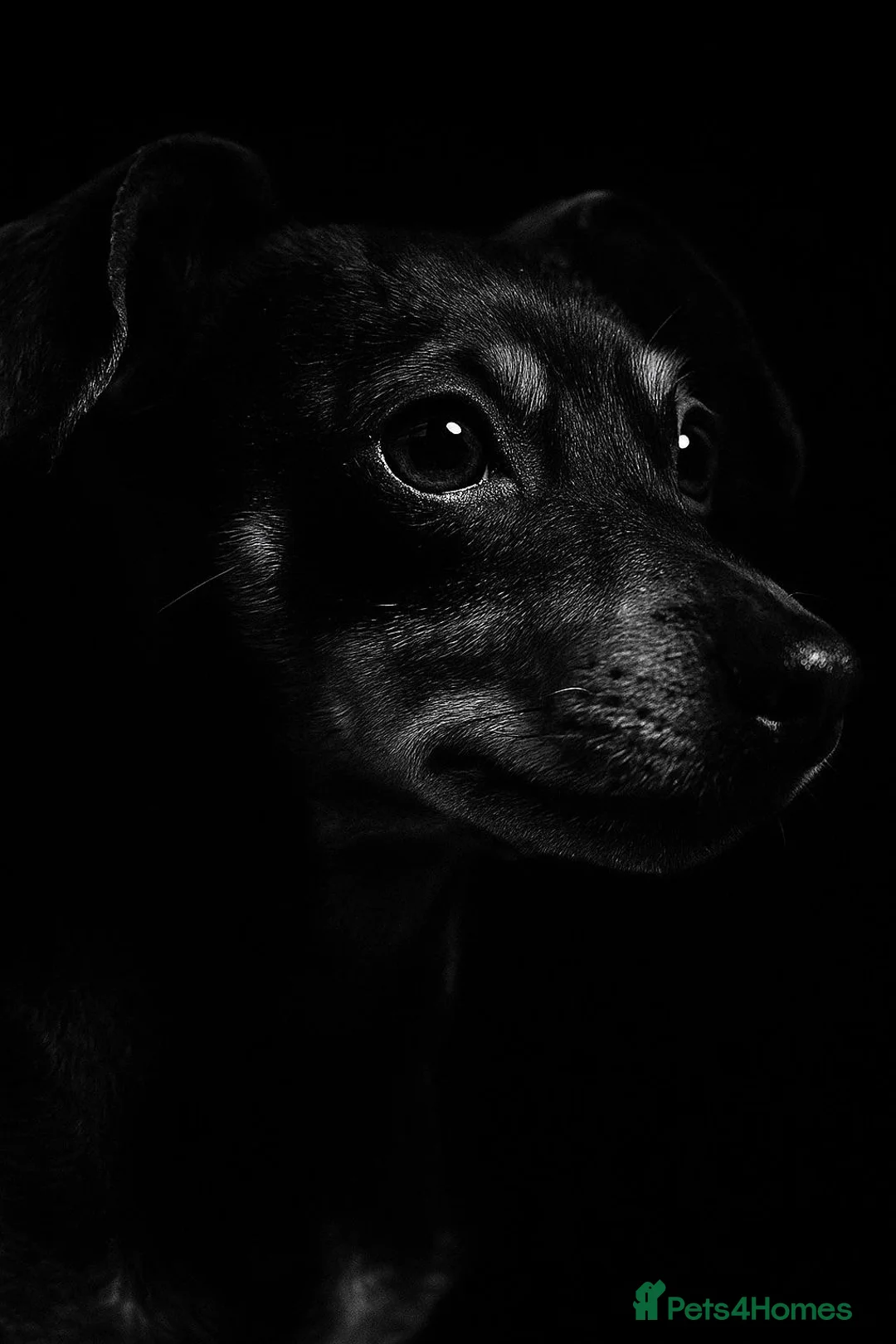 Jack Russell dogs for sale: Roxi 6 year old Jack russle  - Advert 7