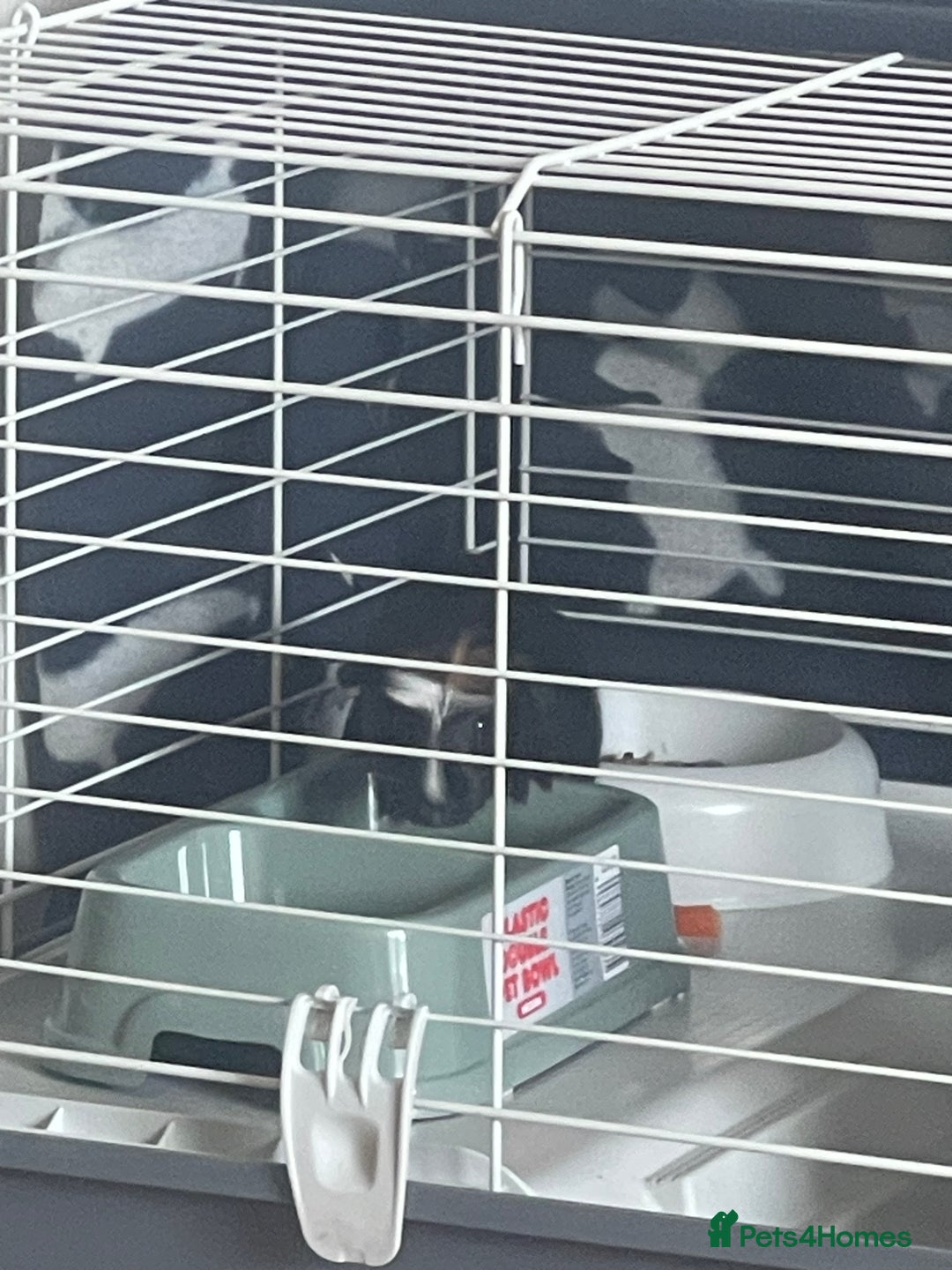 Guinea Pig rodents for sale: Two 2-Month-Old Guinea Pigs With Complete Setup  - Image 7