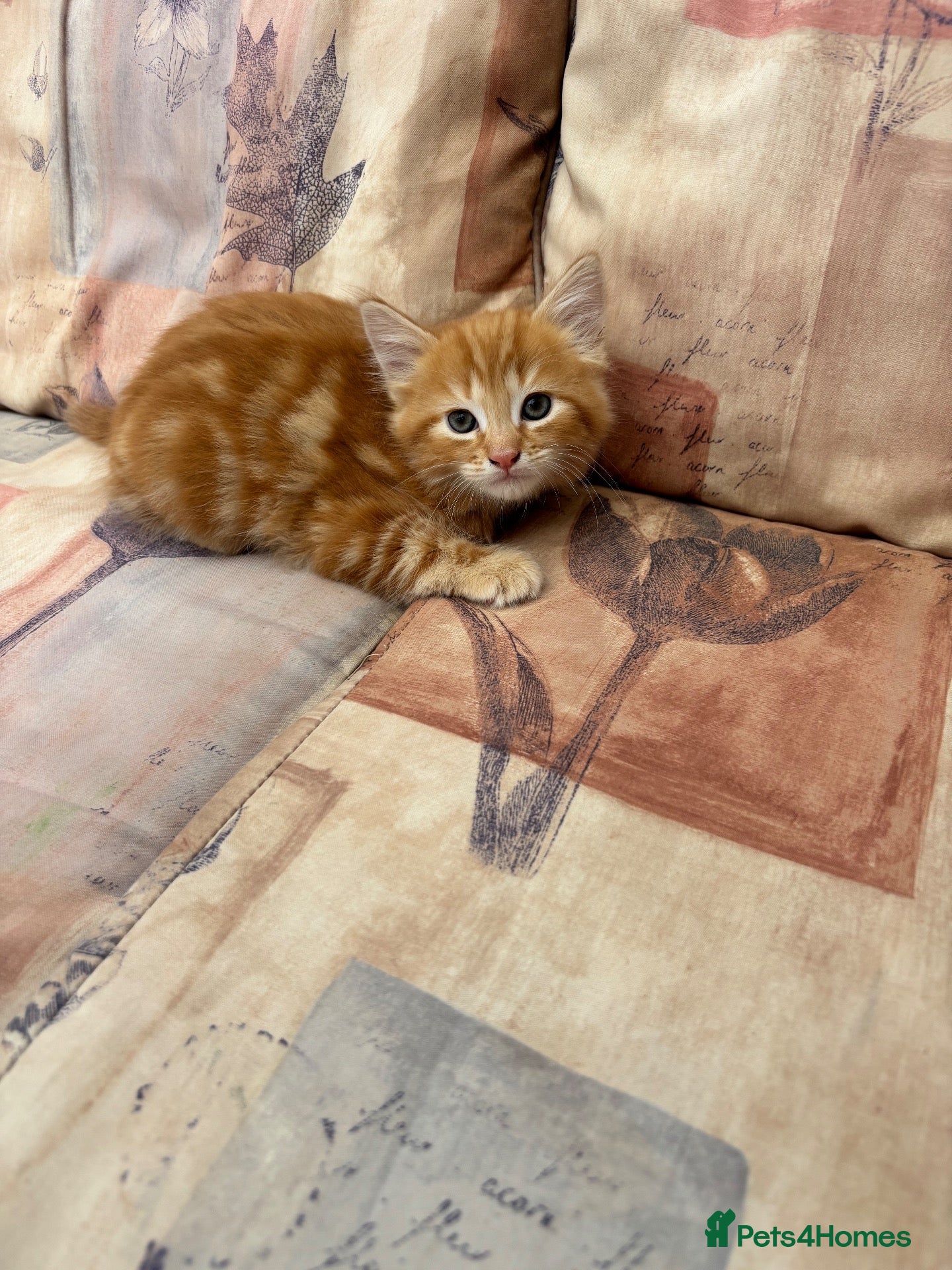Mixed Breed cats Ginger-Tortie Kittens  - Advert 2
