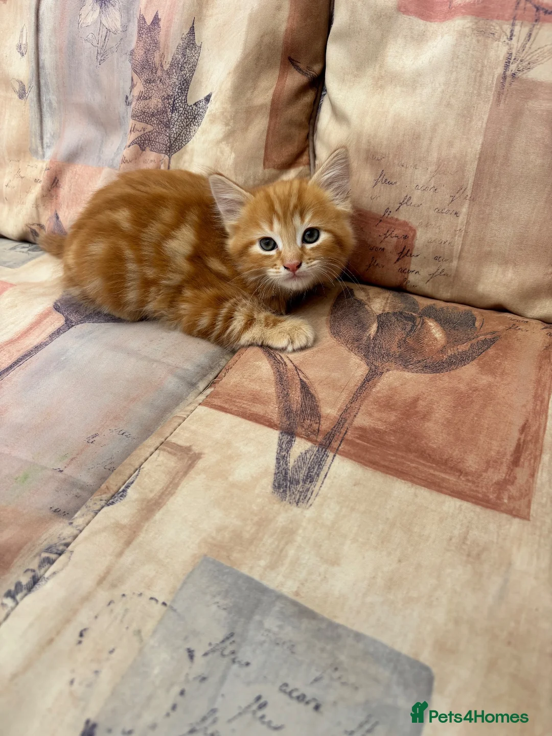 Mixed Breed cats for sale: Ginger-Tortie Kittens  - Advert 2