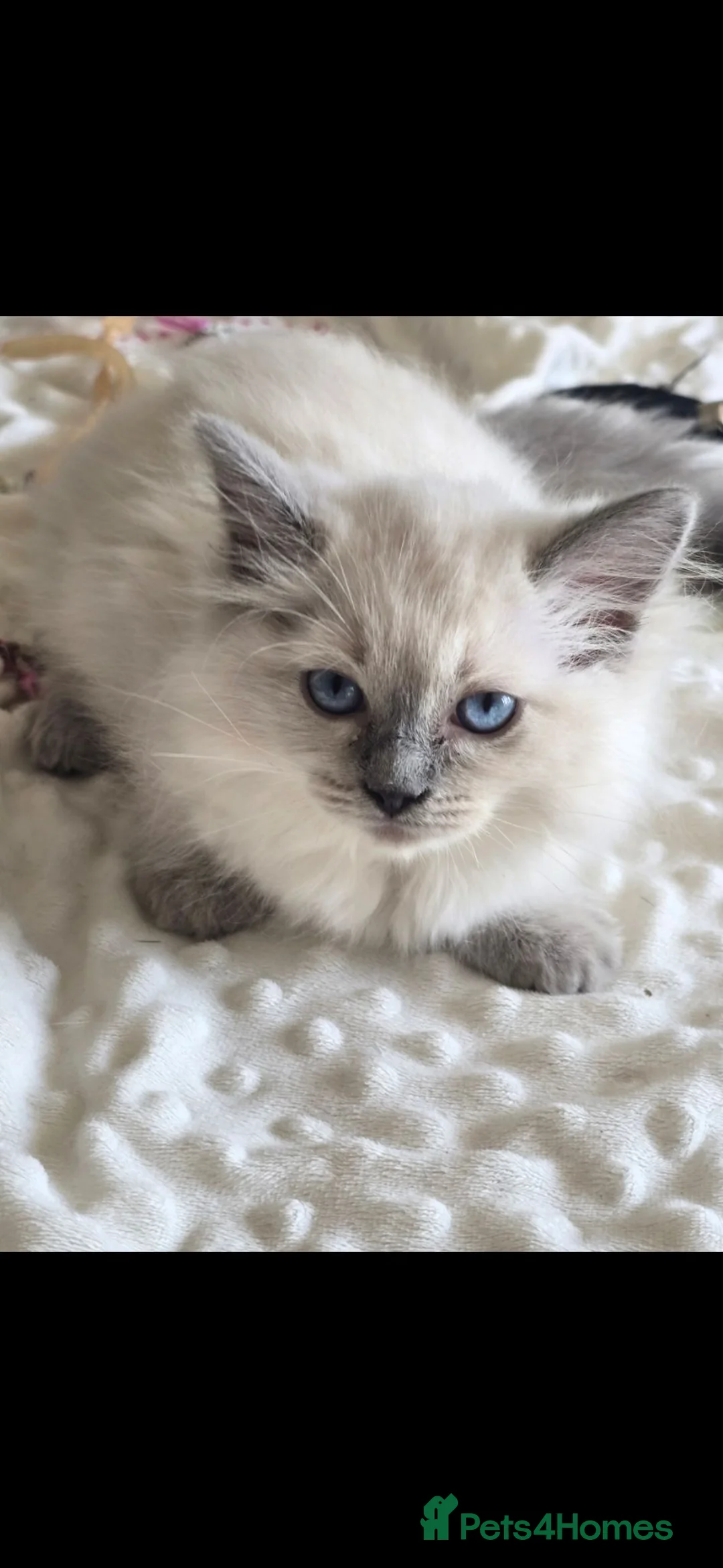 Ragdoll cats for sale: Gorgeous Ragdoll Kittens... READY TO LEAVE NOW! in Stockport - Advert 2