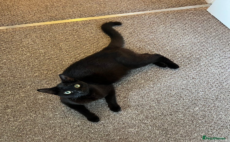 Bombay cats - Advert 1