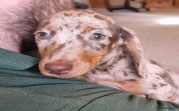 Miniature Dachshund dogs for sale: Gorgeous Mini Smooth Dachshunds Ready Now - Image 5