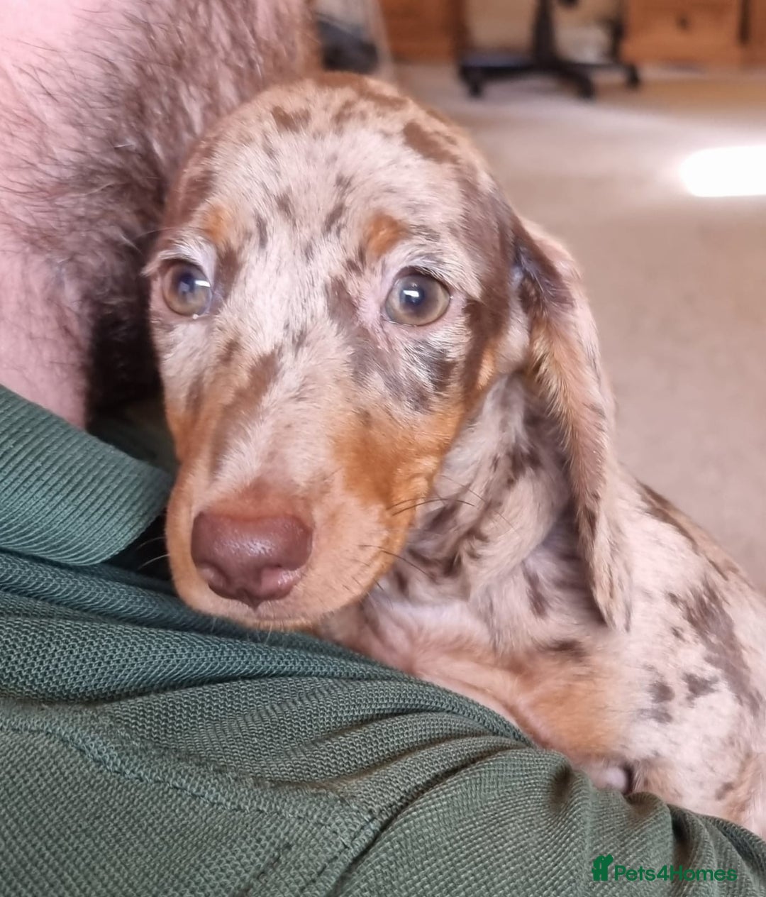 Miniature Dachshund dogs for sale: Gorgeous Mini Smooth Dachshunds Ready Now - Image 5