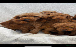 Labradoodle dogs for sale: LICENSED BREEDER F2b mini labradoodles - Image 8