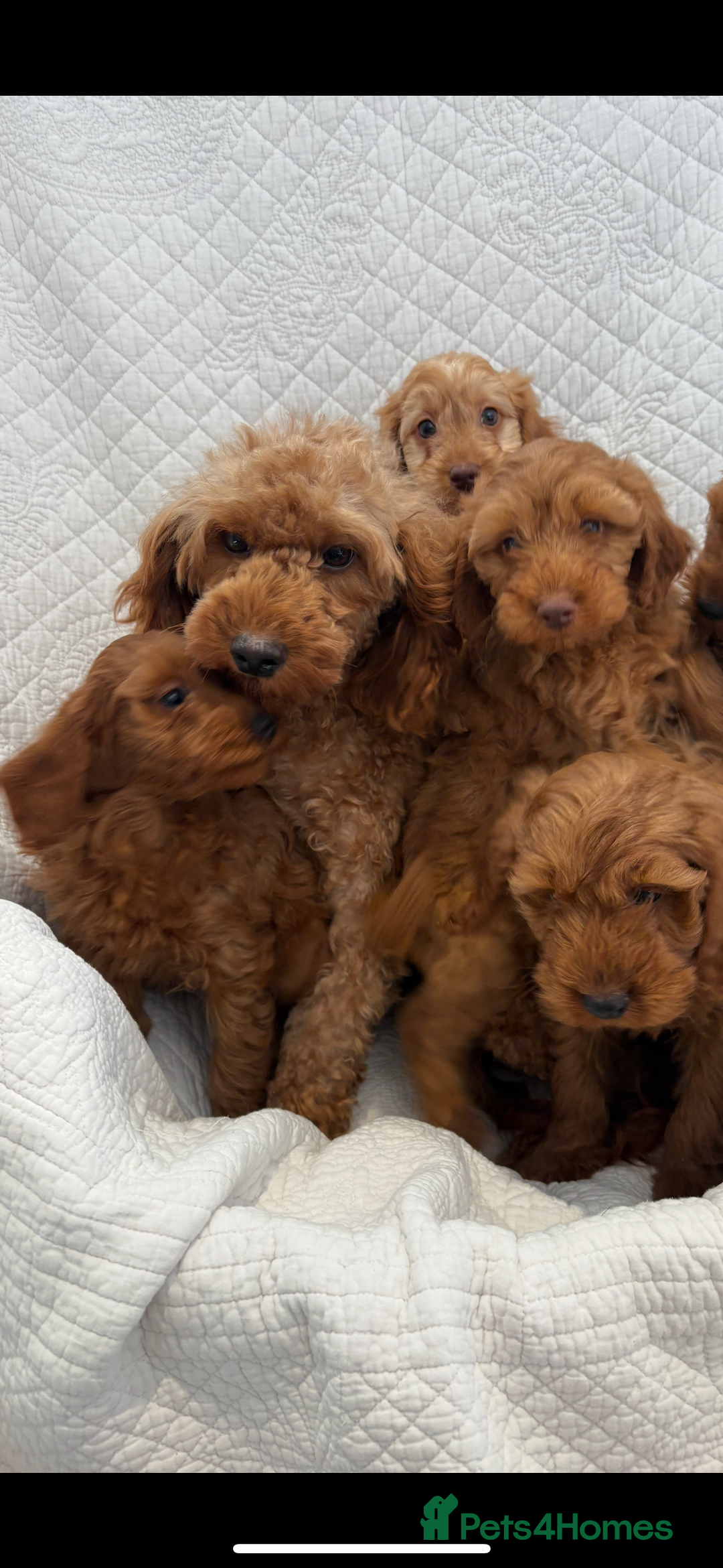 Labradoodle dogs for sale: LICENSED BREEDER F2b mini labradoodles - Image 8