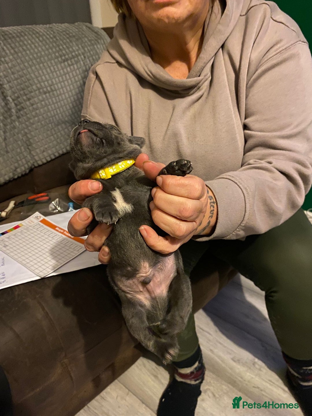 Staffordshire Bull Terrier dogs for sale: Blue pups  - Advert 3