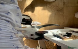 Mixed Breed cats for sale: 4 sweet boys looking for their forever home❤️ - Image 4