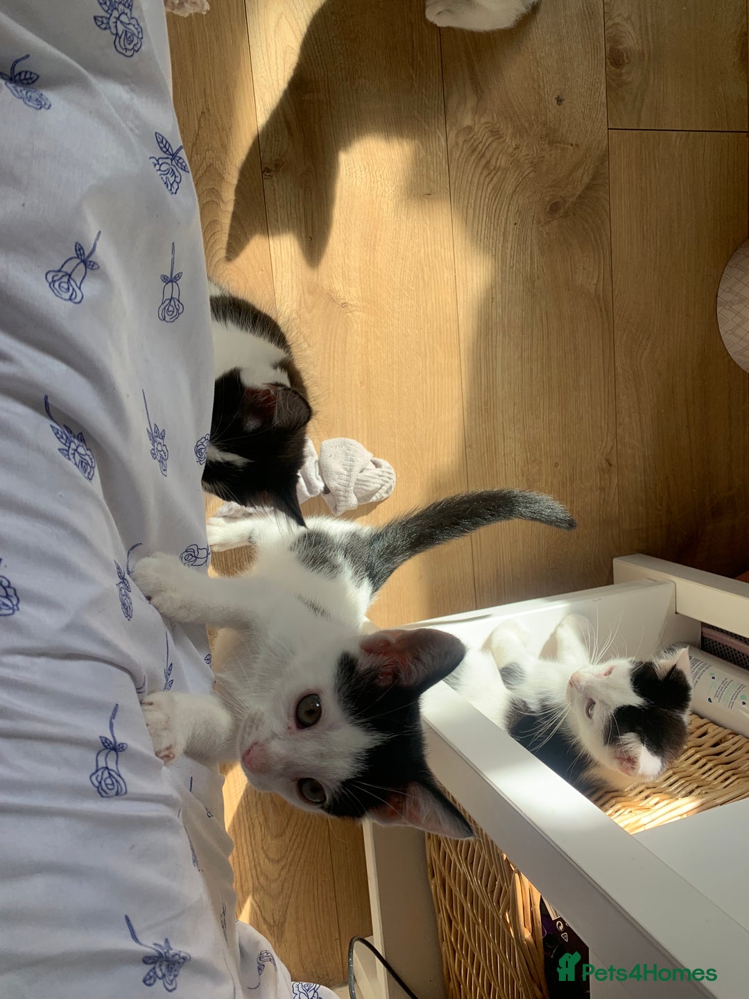 Mixed Breed cats for sale: 4 sweet boys looking for their forever home❤️ - Image 4