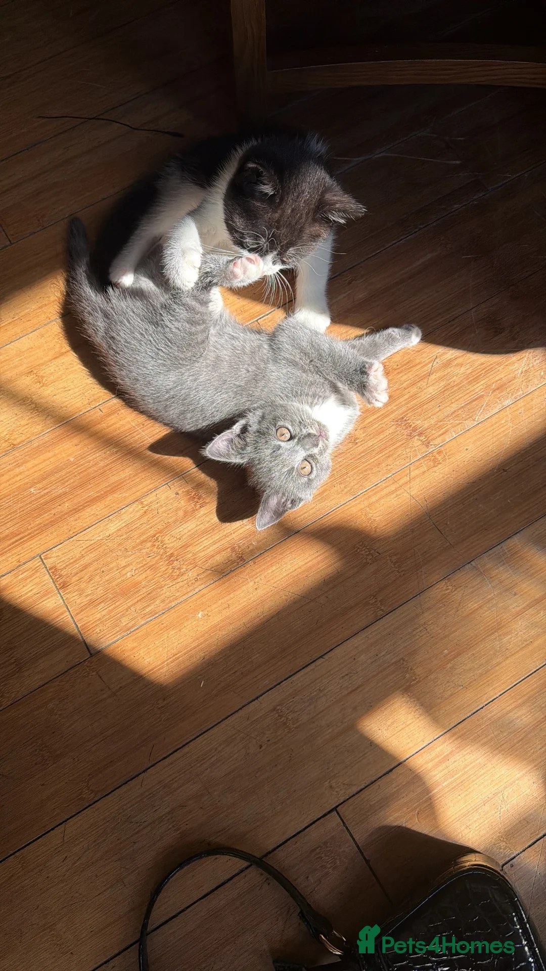 British Shorthair cats for sale: Beautiful British shorthair cross kitten - Advert 6