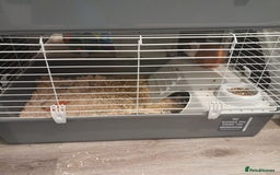 Guinea Pig rodents for sale: 2 male guinea pigs - Image 3