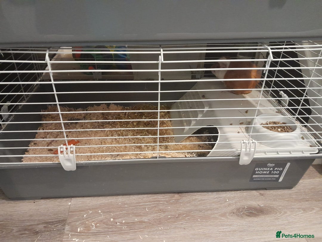 Guinea Pig rodents for sale: 2 male guinea pigs - Image 3