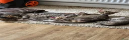 Mixed Breed cats for sale: 3 tabby kittens - Advert 1