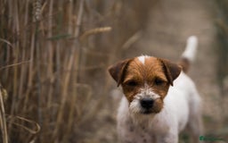 Parson Russell dogs for sale: KC quality health tested parson Russell terriers  - Image 6