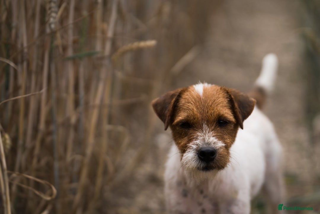Parson Russell dogs for sale: KC quality health tested parson Russell terriers  - Image 6