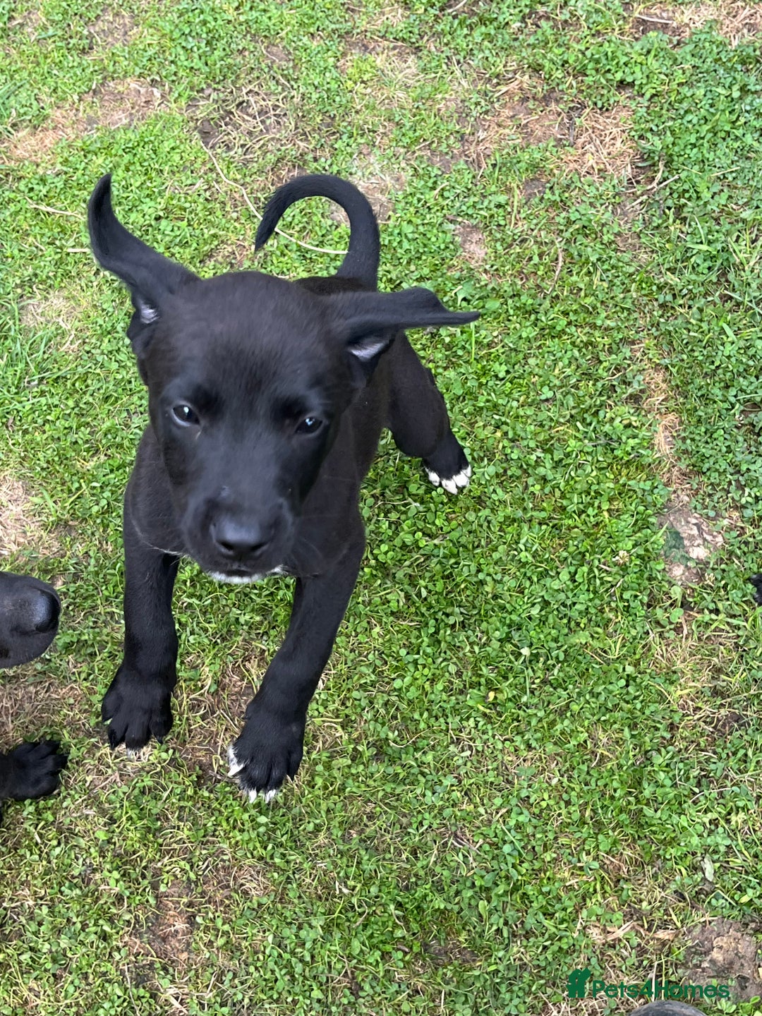 Mixed Breed dogs for sale: Labrador cross lurcher (lurcherdors) in Northallerton - Image 13