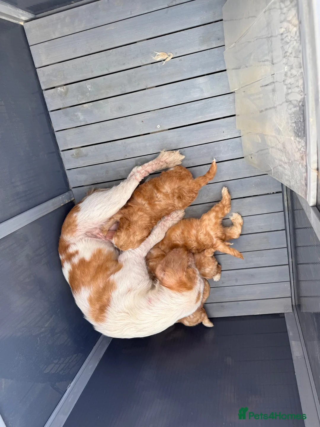 Cockapoo dogs for sale: 4 Cockerpoo Puppy’s  in Bicester - Advert 11