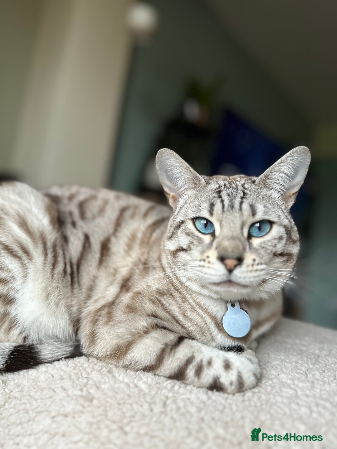 Bengal cats for sale: Bengal cat for loving home - Advert 6