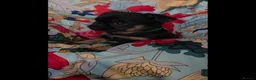 Griffon Bruxellois dogs for sale: Stunning Griffon Bruxellois puppies KC registered - Advert 18
