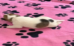 Jack Russell dogs for sale: Bred From Health Tested Parents - Image 32