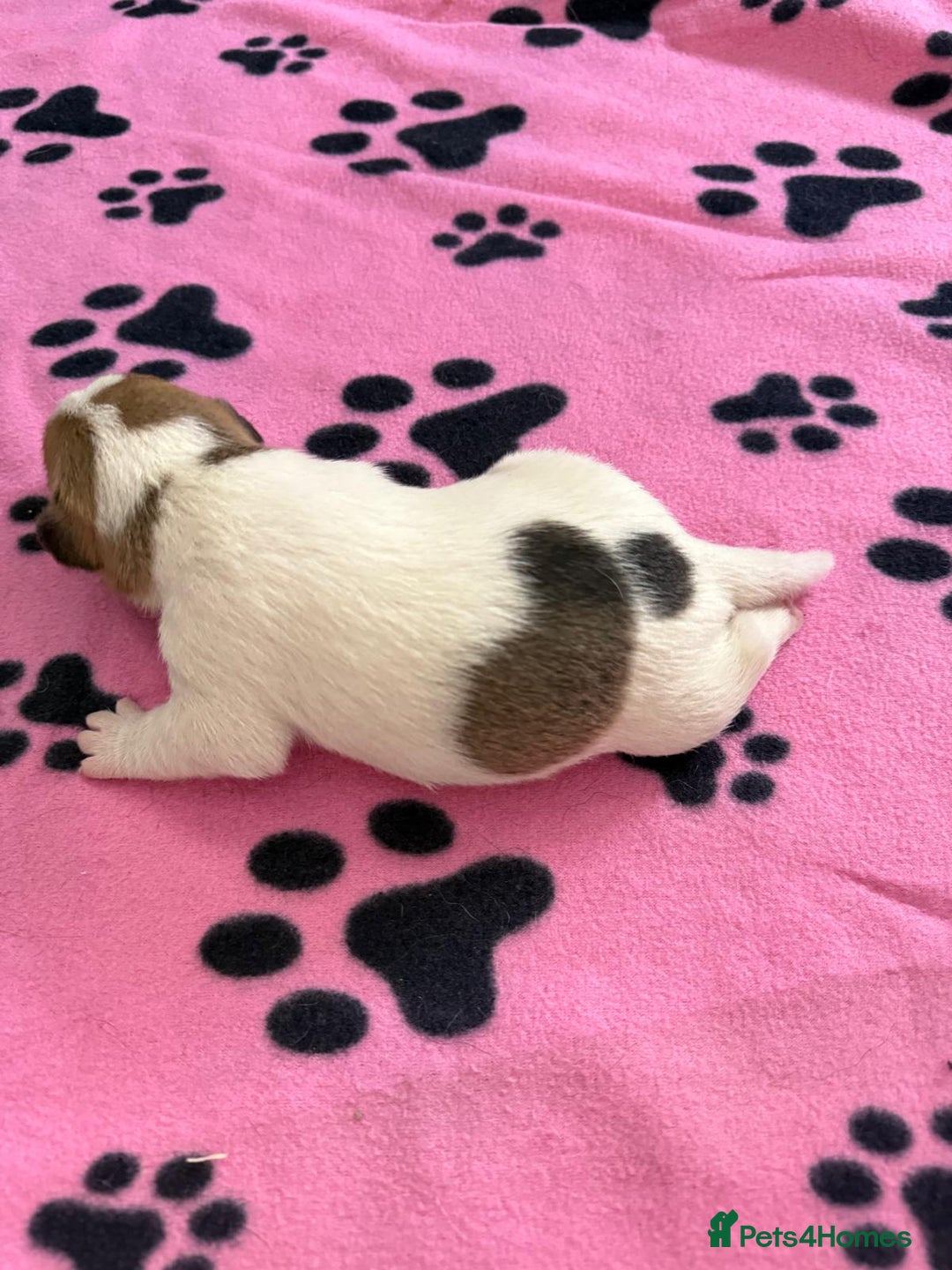 Jack Russell dogs for sale: Bred From Health Tested Parents - Image 32