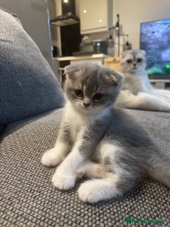 Scottish Fold cats - Advert 1