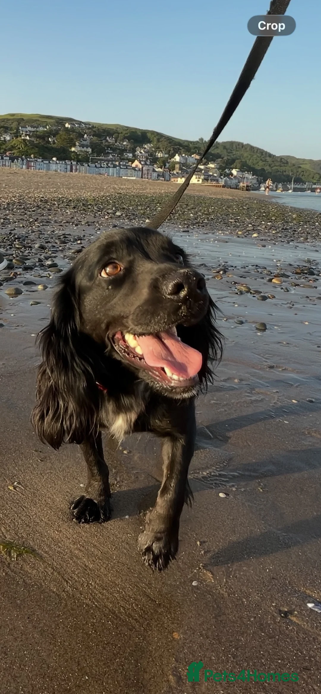Cocker Spaniel dogs for sale: Gorgeous Bundle of Working Cockerspaniels🐾💗 - Advert 2