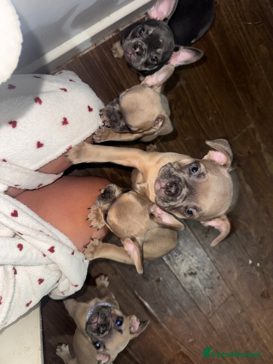 French Bulldog dogs for sale: Frenchie pups for sale  - Image 3