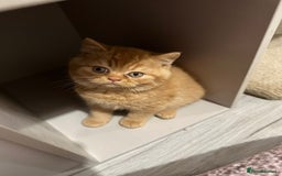 British Shorthair cats for sale: Re homing this Beautiful Boy - Image 25