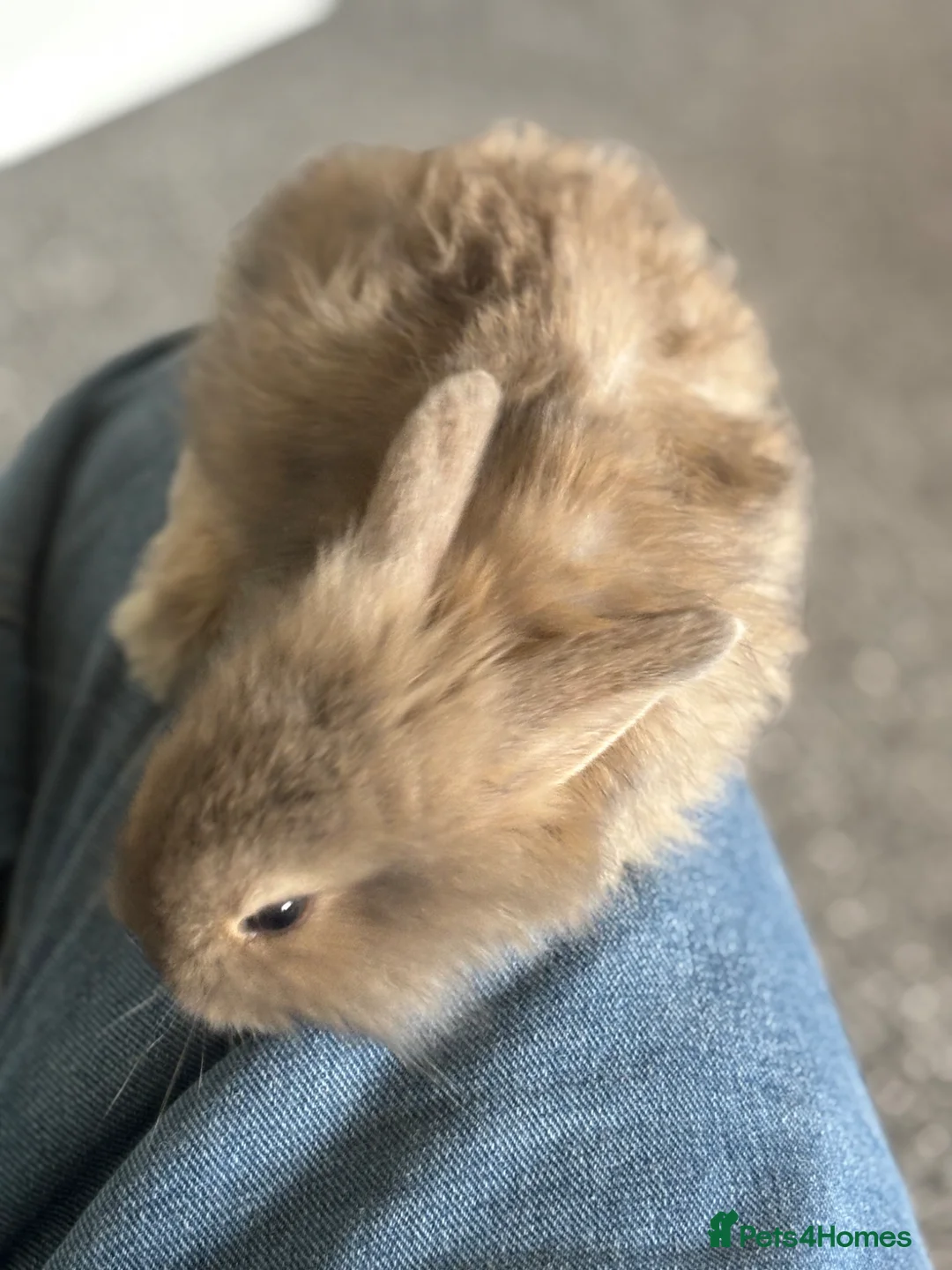 Mini Lion Lop rabbits for sale: 4 bunnies for sale - Advert 5