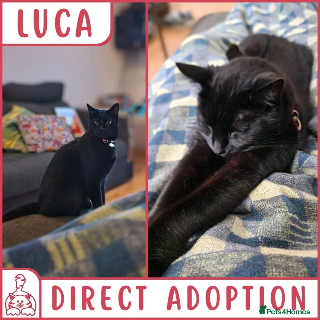 British Shorthair cats for sale: Cat & Kitten Rehoming Centre Bristol - Advert 1