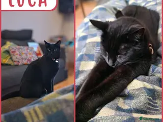 British Shorthair cats Cat & Kitten Rehoming Centre Bristol - Advert 10