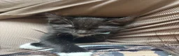 Mixed Breed cats for sale: Kitten for sale in Grays - Advert 2