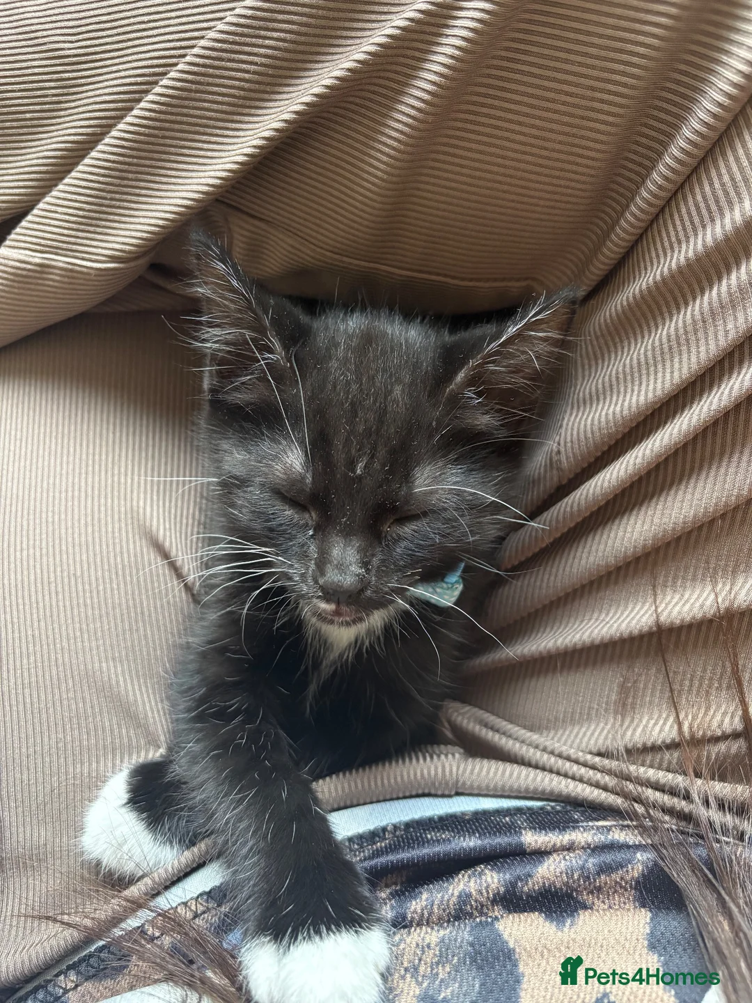 Mixed Breed cats for sale: Kitten for sale in Grays - Advert 2