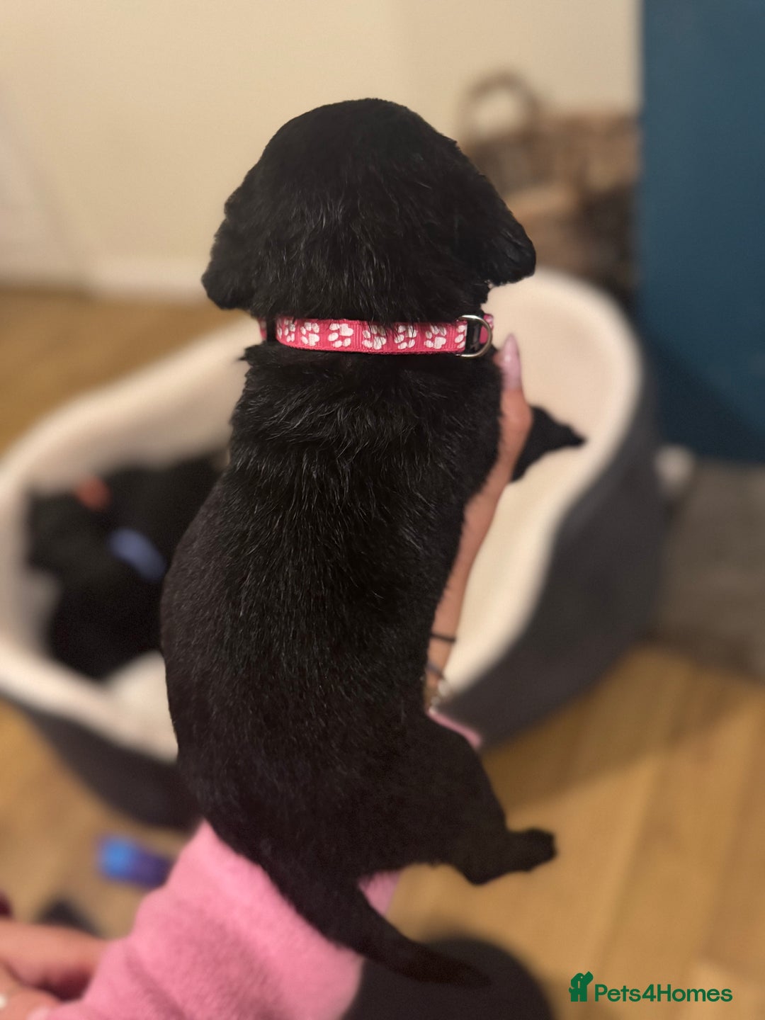 Labrador Retriever dogs for sale: Outstanding Litter of KC registered Labradors  - Image 8