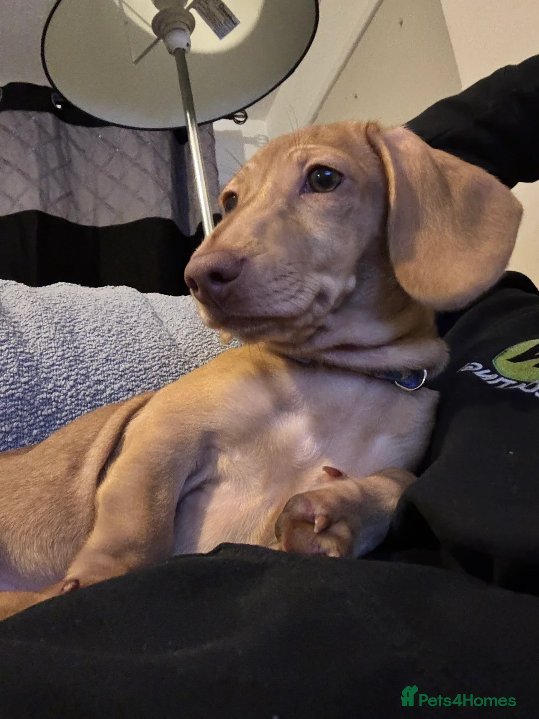 Miniature Dachshund dogs for sale: Maple Miniature Dachshund  - Advert 2