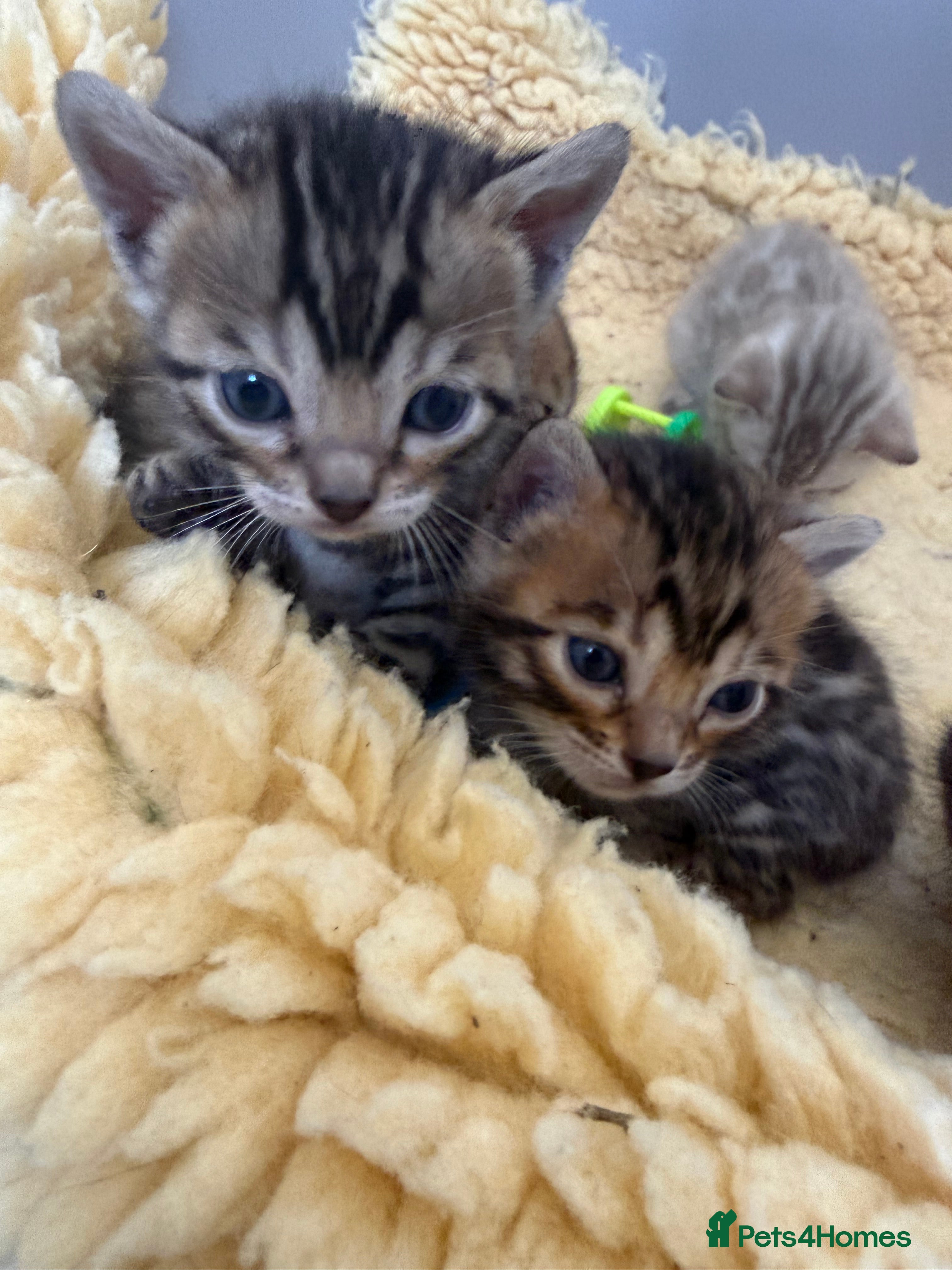 Bengal cats TICA 🐾 Health Tested 🐆 Bengal Kitten 💙  - Advert 9