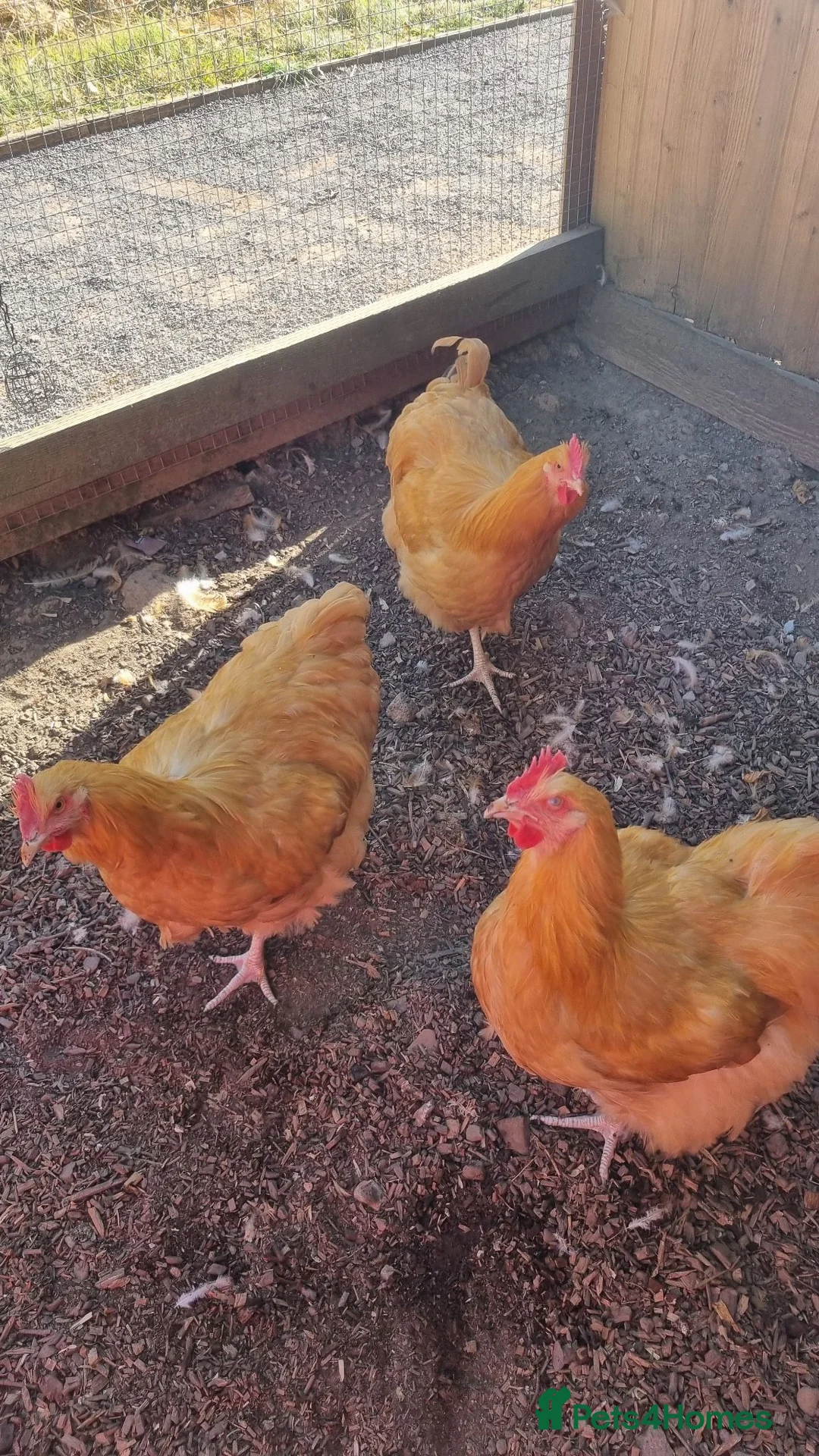 Chickens poultry for sale: Buff Orpington Cockerels  - Advert 2