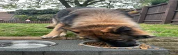 German Shepherd dogs for sale: Female german shepherd  in Derby - Advert 9