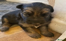 German Shepherd dogs for sale: Long-Medium hair pure bred German Shepherds 🇩🇪 - Image 17