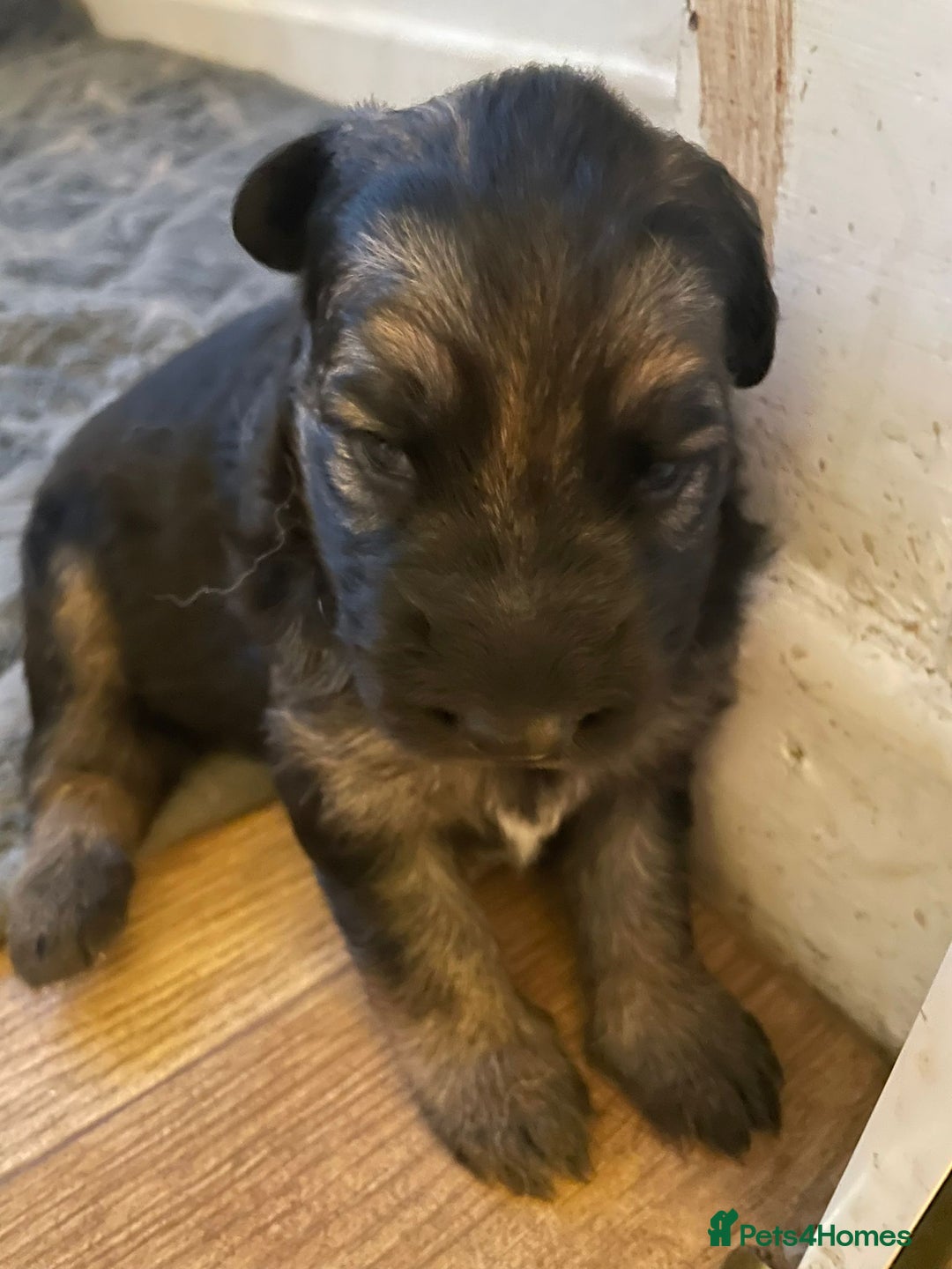 German Shepherd dogs for sale: Long-Medium hair pure bred German Shepherds 🇩🇪 - Image 17