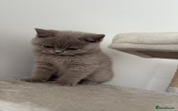 British Shorthair cats for sale: British shorthair LAST BLUE FEMALE - Advert 4