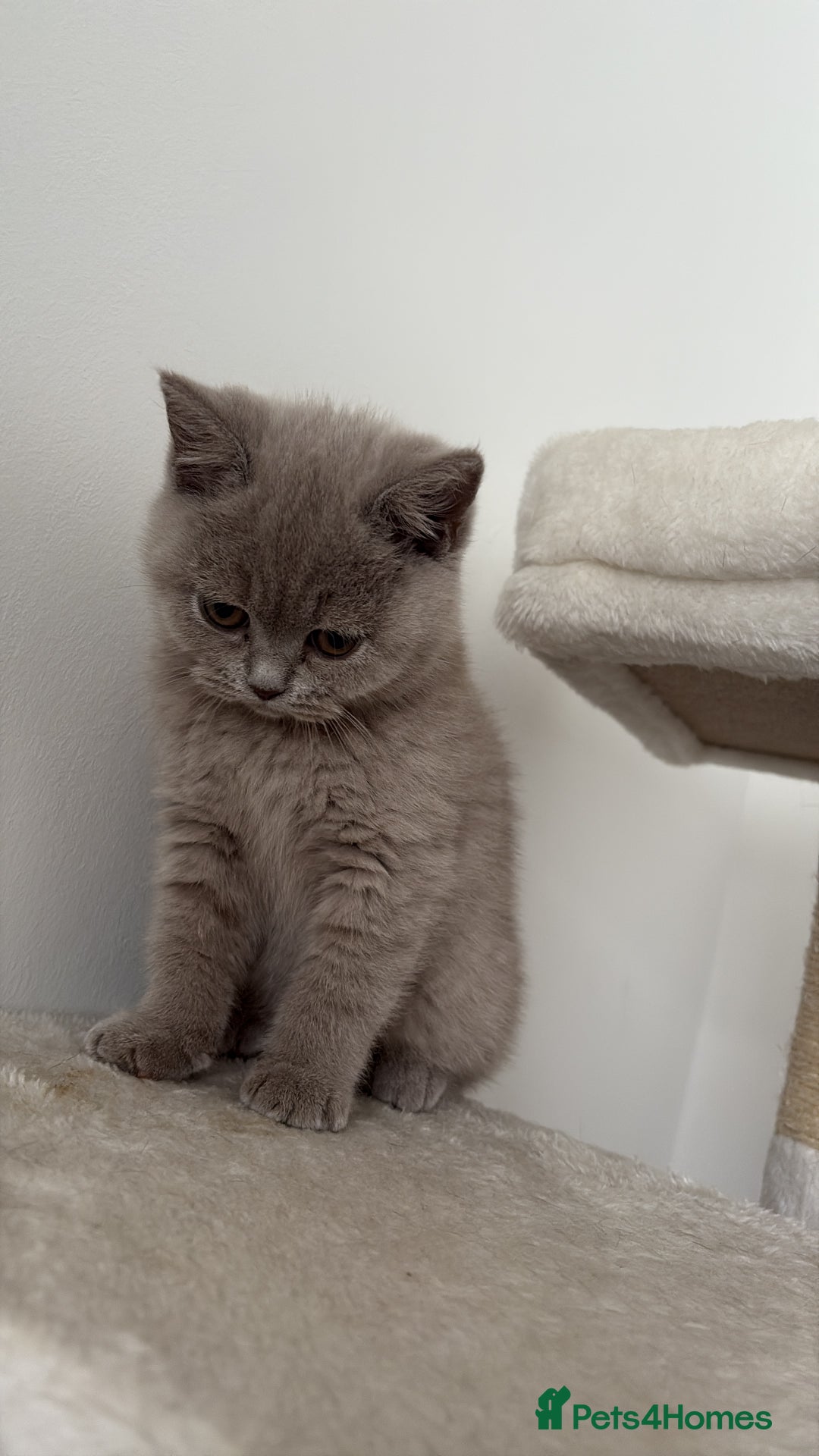 British Shorthair cats for sale: British shorthair LAST BLUE FEMALE - Advert 4