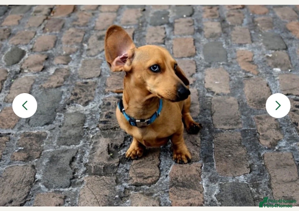 Miniature Dachshund dogs Beautiful Miniature Dachshund Puppies for Sale - Advert 2