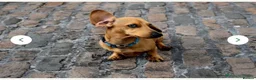 Miniature Dachshund dogs for sale: Beautiful Miniature Dachshund Puppies for Sale - Advert 6