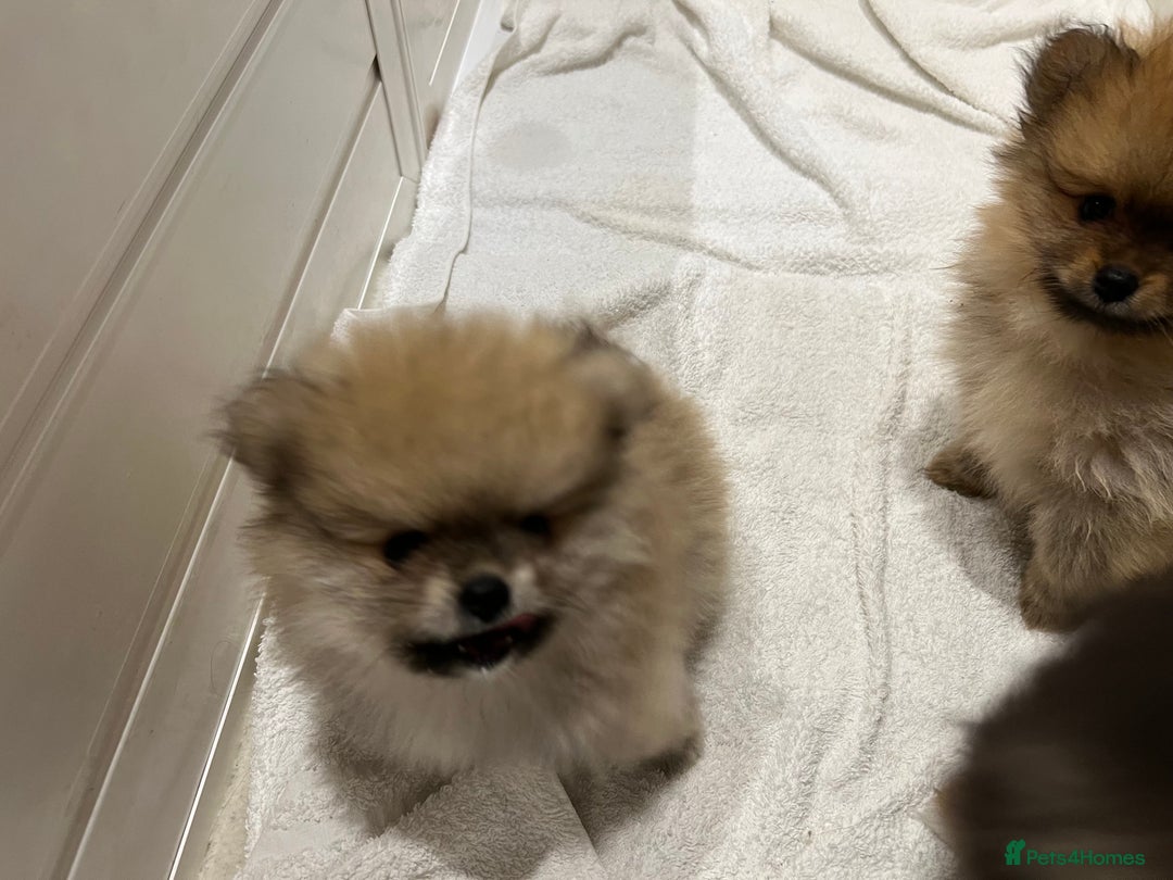 Pomeranian dogs for sale: Two 8 week old Pomeranian puppies  - Image 4